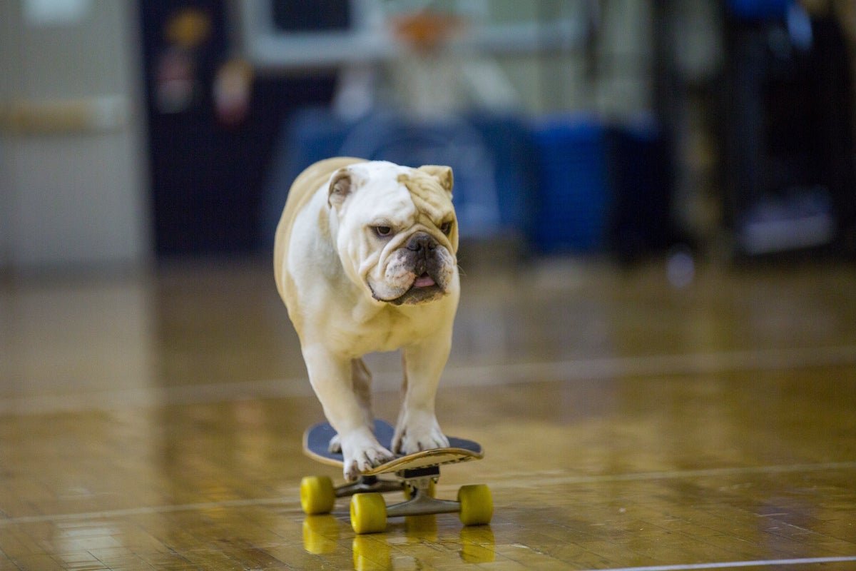 20171001_jackthebulldogskateboard-52