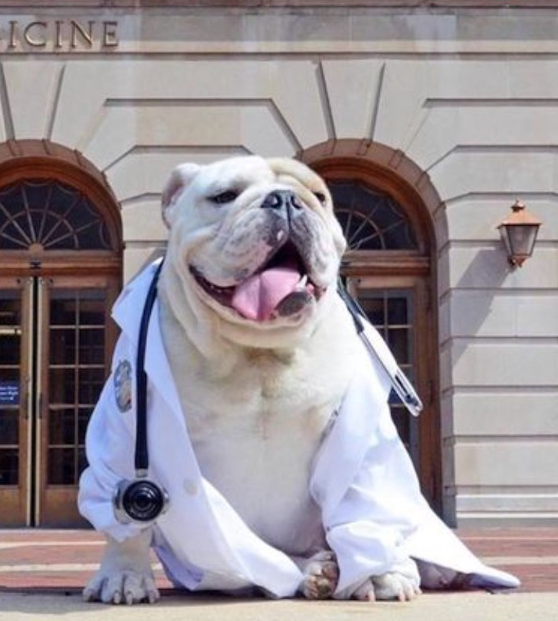 Jack the Bulldog wears a white medical coat and sports a stethoscope around his neck as he sits in front of the Med-Dent Building