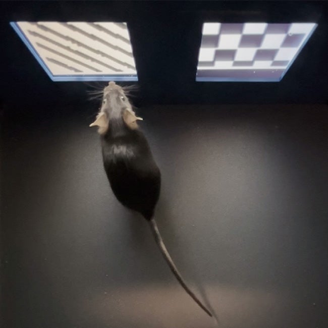 A mouse faces two touchscreens displaying different patterns