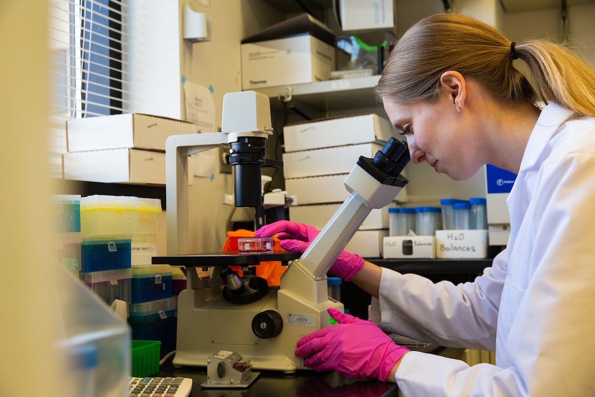 A student looks through a microscope in a lab
