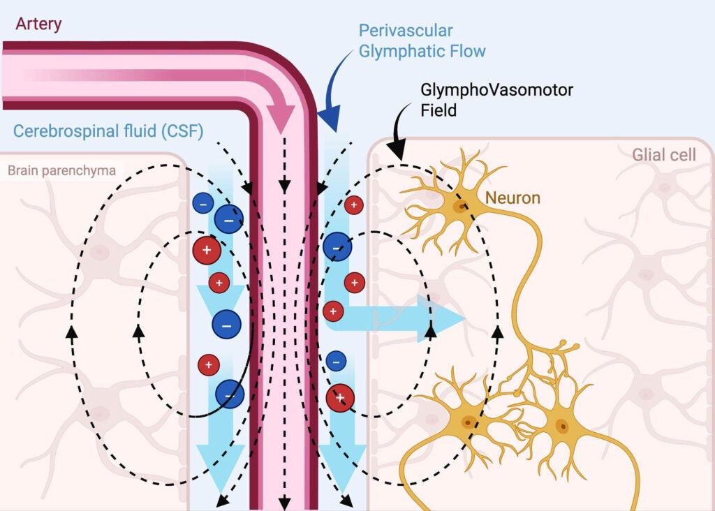 An illustration of Bhatt's concept of consciousness showing neurons in proximity to an artery and cerebrospinal fluid